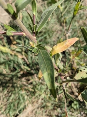 Oenothera curtiflora