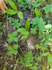 Clintonia uniflora
