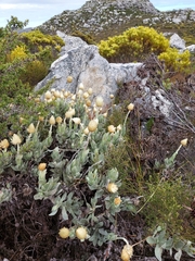 Syncarpha speciosissima