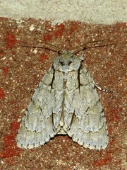 Acronicta laetifica