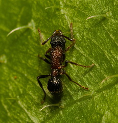Stictoponera bicolor