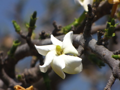 Gardenia ternifolia