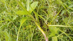 Cyperus erythrorhizos