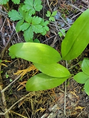 Clintonia uniflora