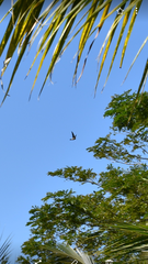 Aerodramus francicus