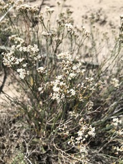 Eriogonum microtheca