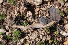 Elgaria kingii kingii