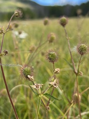 Geum macrophyllum