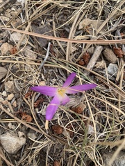 Colchicum montanum