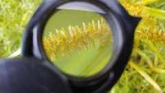 Cyperus erythrorhizos