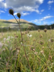 Geum macrophyllum