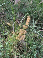 Lomandra multiflora