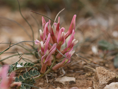 Astragalus incanus