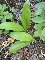 Clintonia uniflora