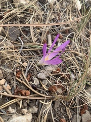 Colchicum montanum