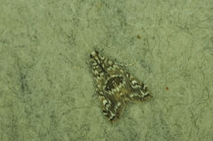 Elophila gyralis