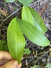 Clintonia uniflora