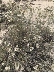 Eriogonum microtheca