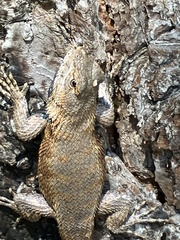 Sceloporus undulatus