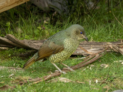 Ptilonorhynchus violaceus