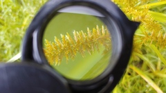 Cyperus erythrorhizos