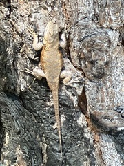 Sceloporus undulatus