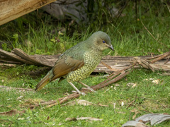 Ptilonorhynchus violaceus