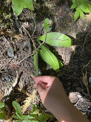 Clintonia uniflora