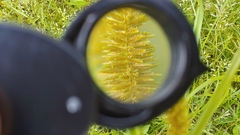 Cyperus erythrorhizos