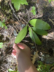 Clintonia uniflora