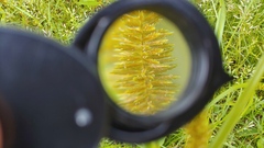 Cyperus erythrorhizos