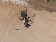 Camponotus pellarius