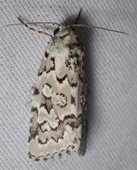Bryolymnia viridata