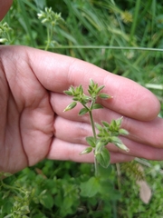 Cerastium glomeratum