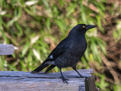 Strepera graculina