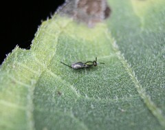 Torymidae