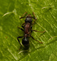 Stictoponera bicolor