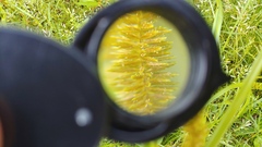 Cyperus erythrorhizos