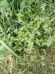 Cerastium glomeratum