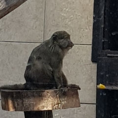 Allenopithecus nigroviridis