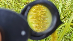 Cyperus erythrorhizos