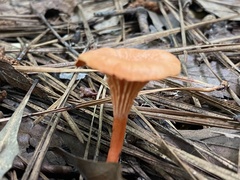Cantharellus cinnabarinus