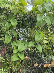Dioscorea bulbifera