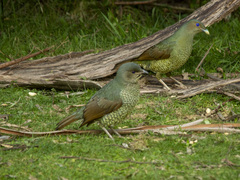 Ptilonorhynchus violaceus