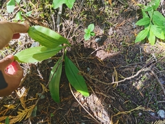 Clintonia uniflora