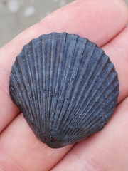 Argopecten irradians