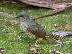 Ptilonorhynchus violaceus