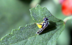 Perdita sphaeralceae