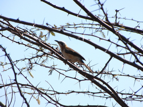 Bare-cheeked Babbler (Turdoides gymnogenys), photo 10