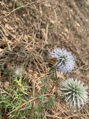 Amegilla garrula